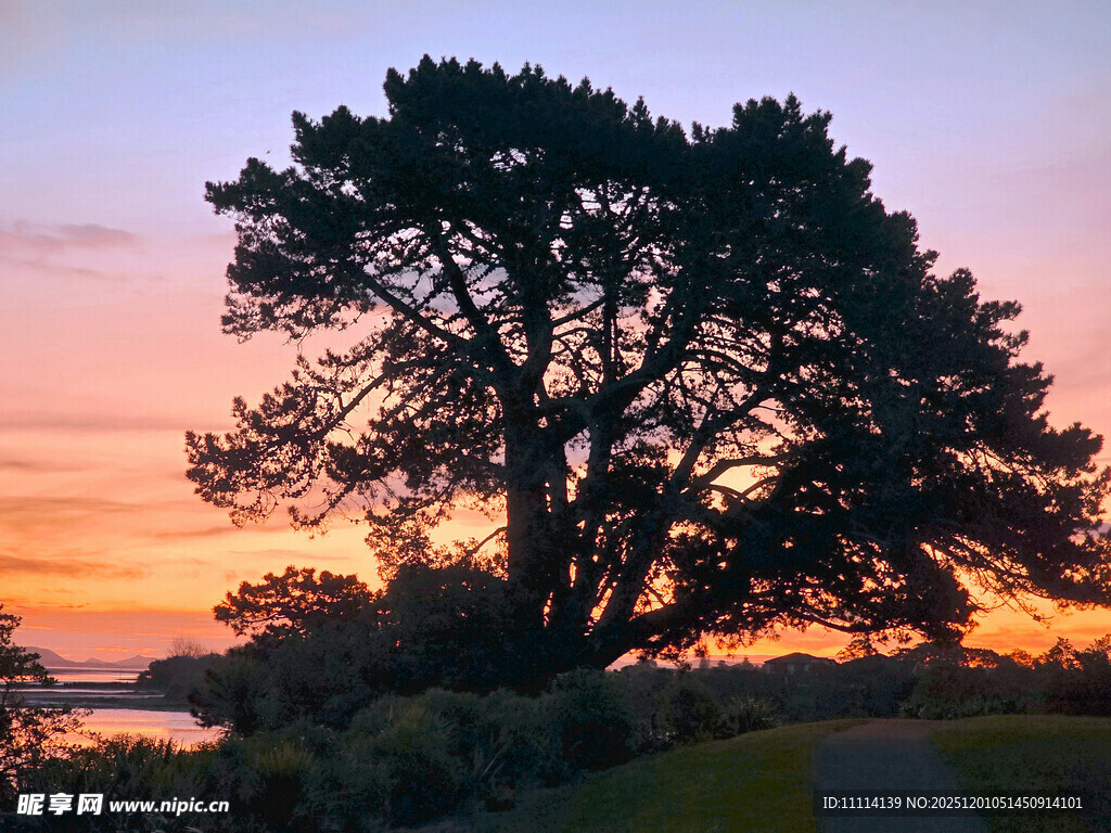 夕阳下的孤树美景