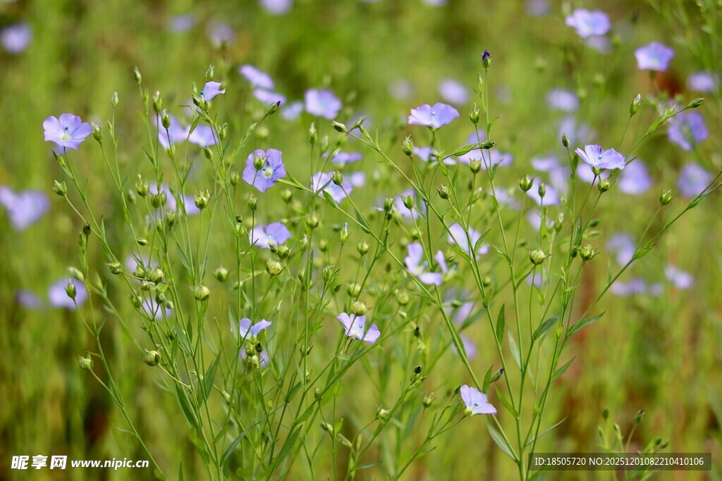 蓝花绽放于翠绿草丛中