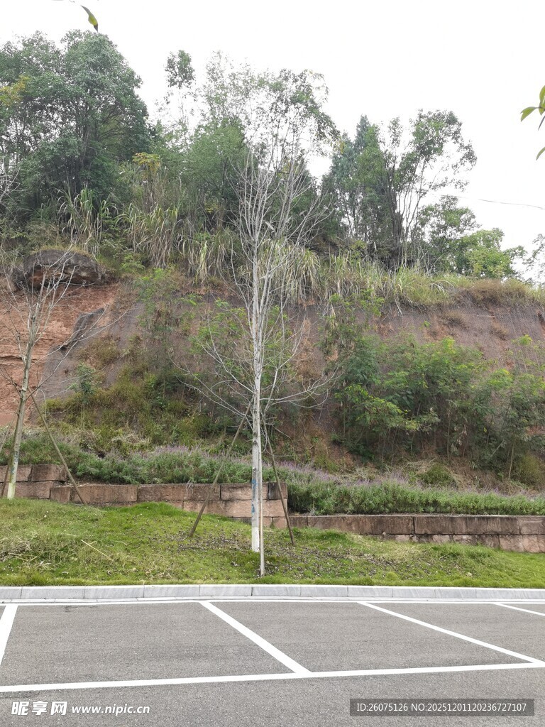 停车场旁的绿植山坡