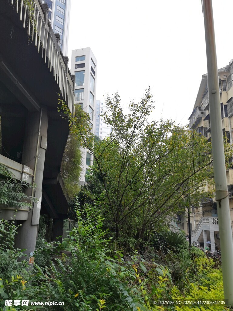 废弃建筑中的繁茂绿植