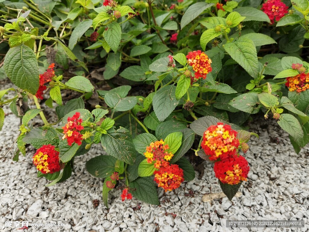 多彩花卉绽放于碎石间