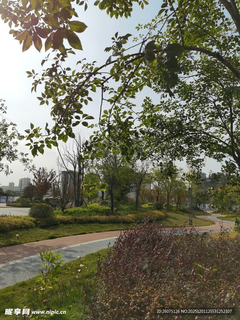 公园绿意盎然的小径风景