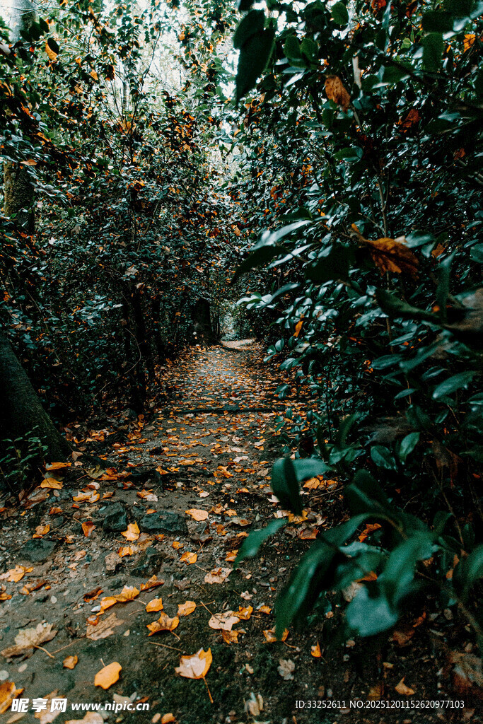 秋日果园小径落叶美景