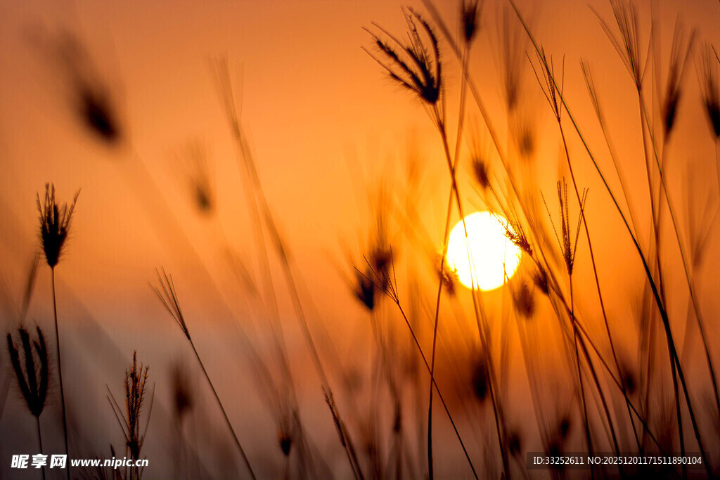 夕阳下的摇曳野草