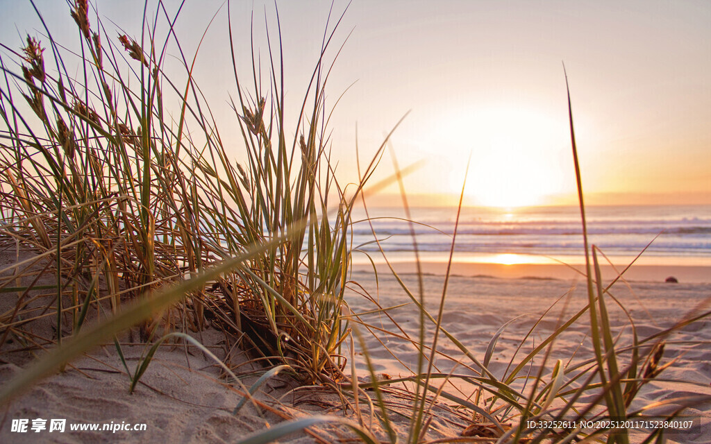 夕阳下的沙滩与摇曳草
