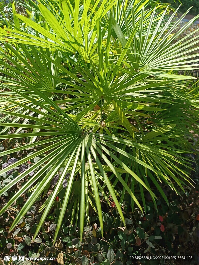 翠绿扇形棕榈植物特写