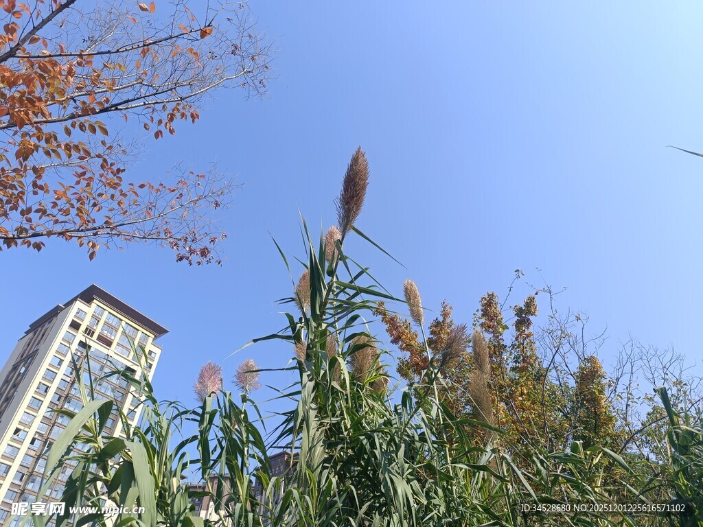 高楼旁的秋日芦苇景观