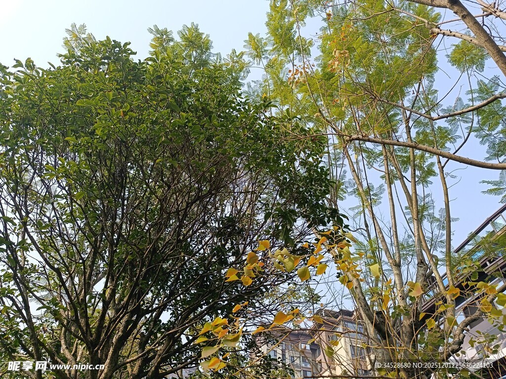 阳光下的葱郁树木