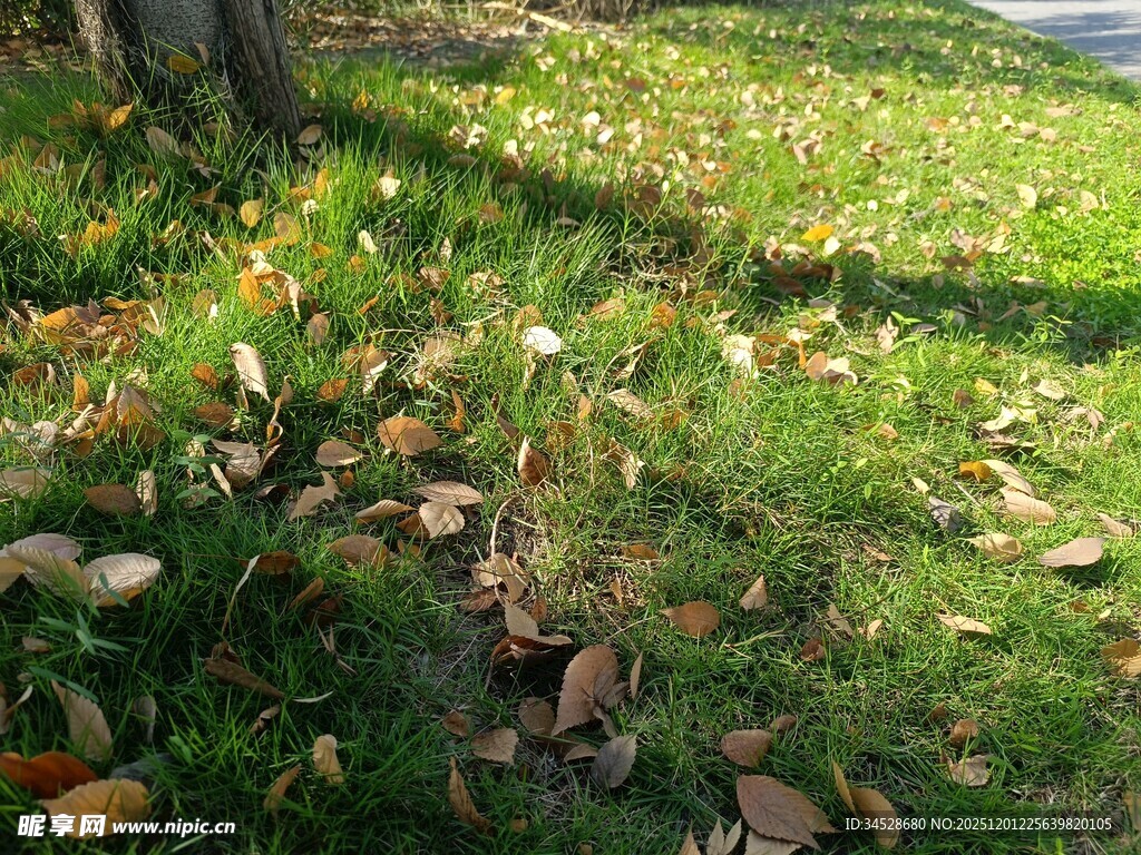 秋日草地落叶光影画面