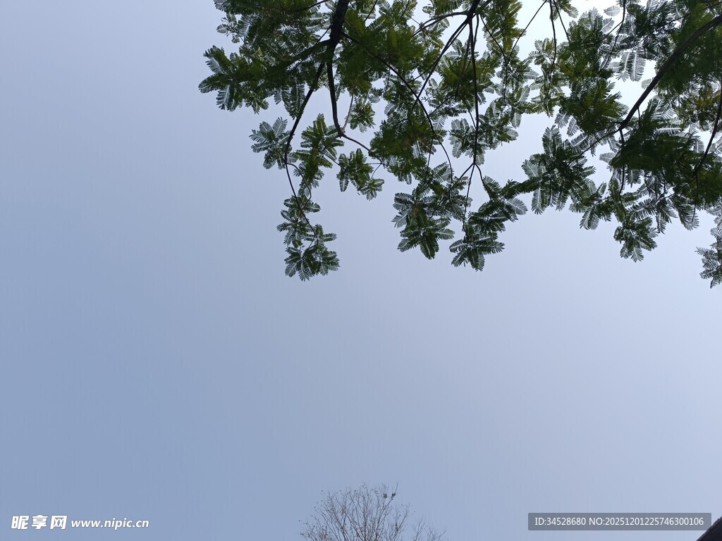 仰视绿树与天际