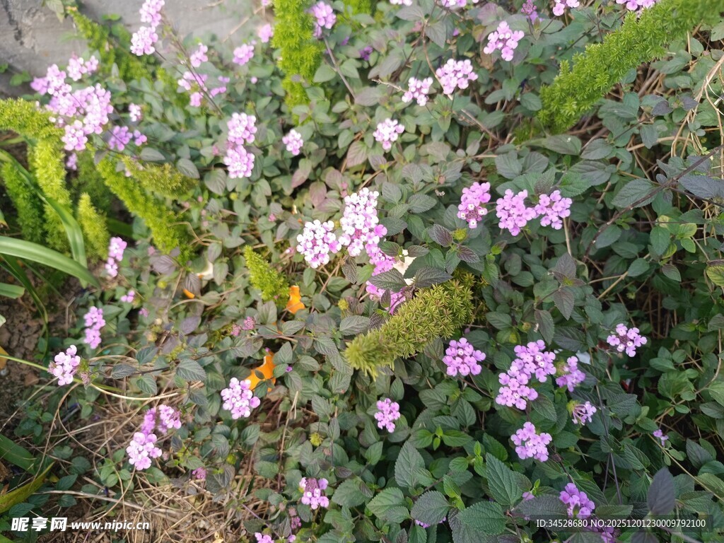 绽放的粉色小花