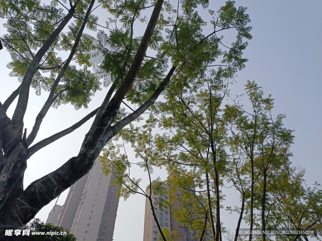城市中树木与高楼相映