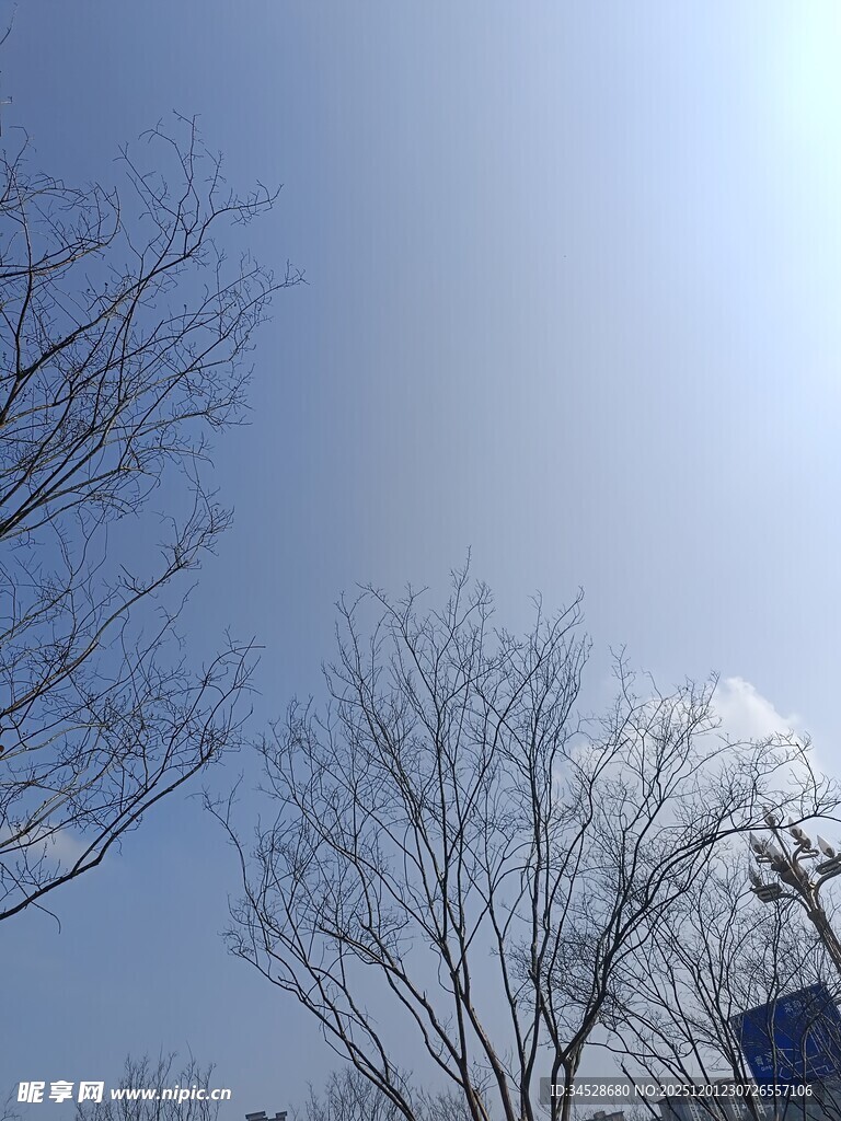 冬日光秃树木与晴朗天空