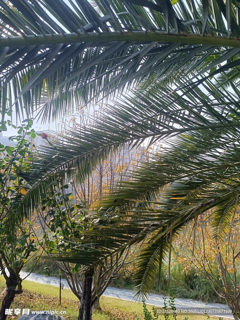 棕榈叶下的自然景致