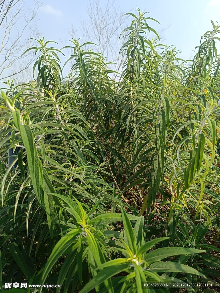 茂盛的绿色植物景观