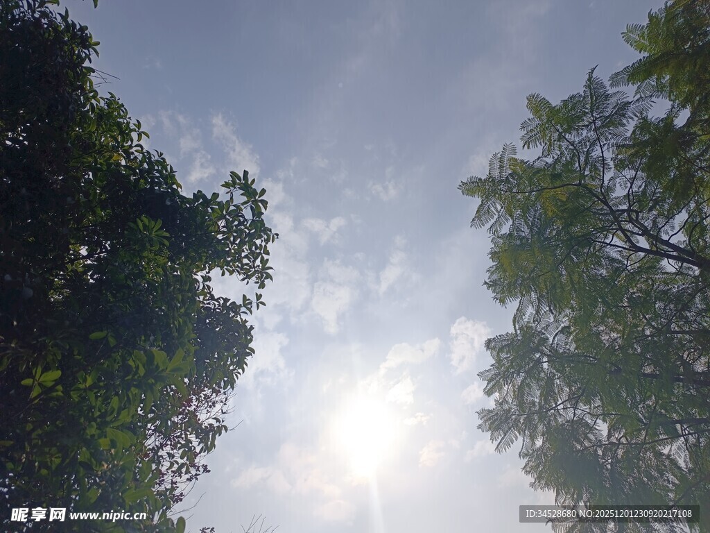 林间仰望阳光穿透树冠