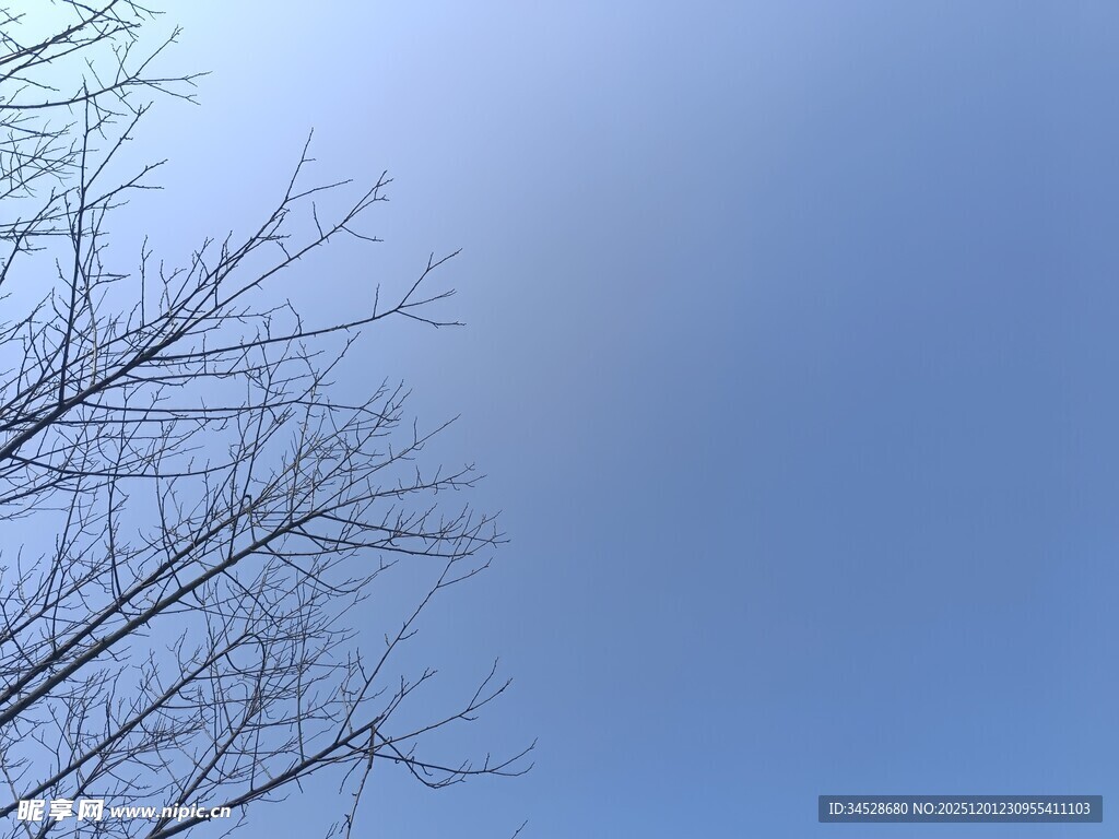 蓝天映衬下的光秃树枝