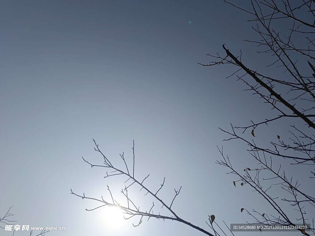 冬日枯树旁的朦胧日光