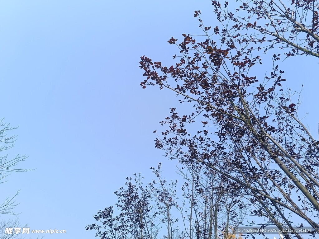 蓝天映衬下的树木枝叶