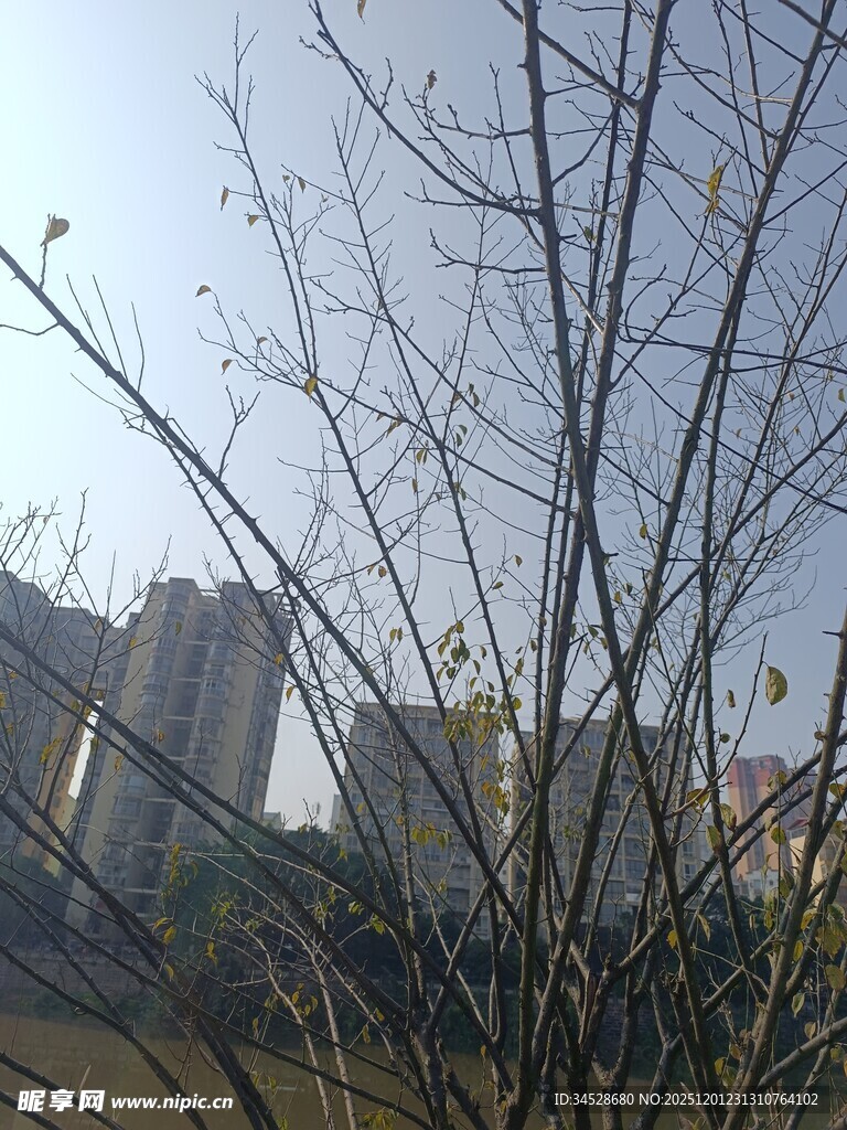 冬日树枝与远处高楼景象