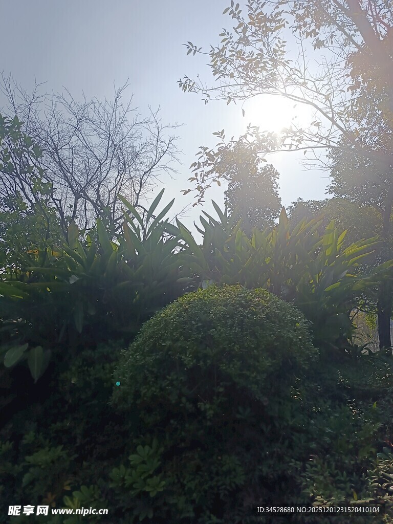 阳光洒落绿意盎然的园林