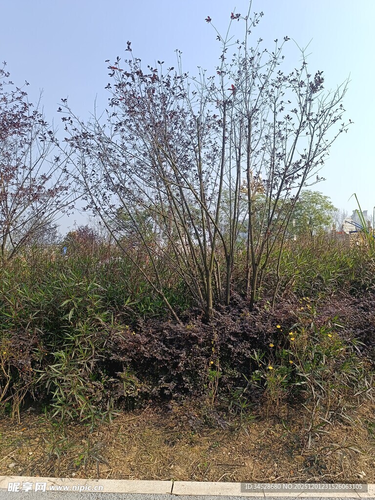 路边繁茂的灌木丛景观