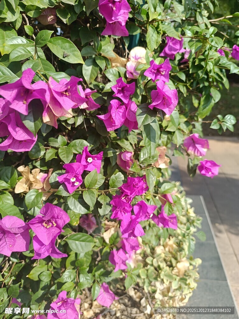 绽放的紫色三角梅景观