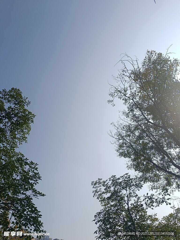 仰望蓝天绿树