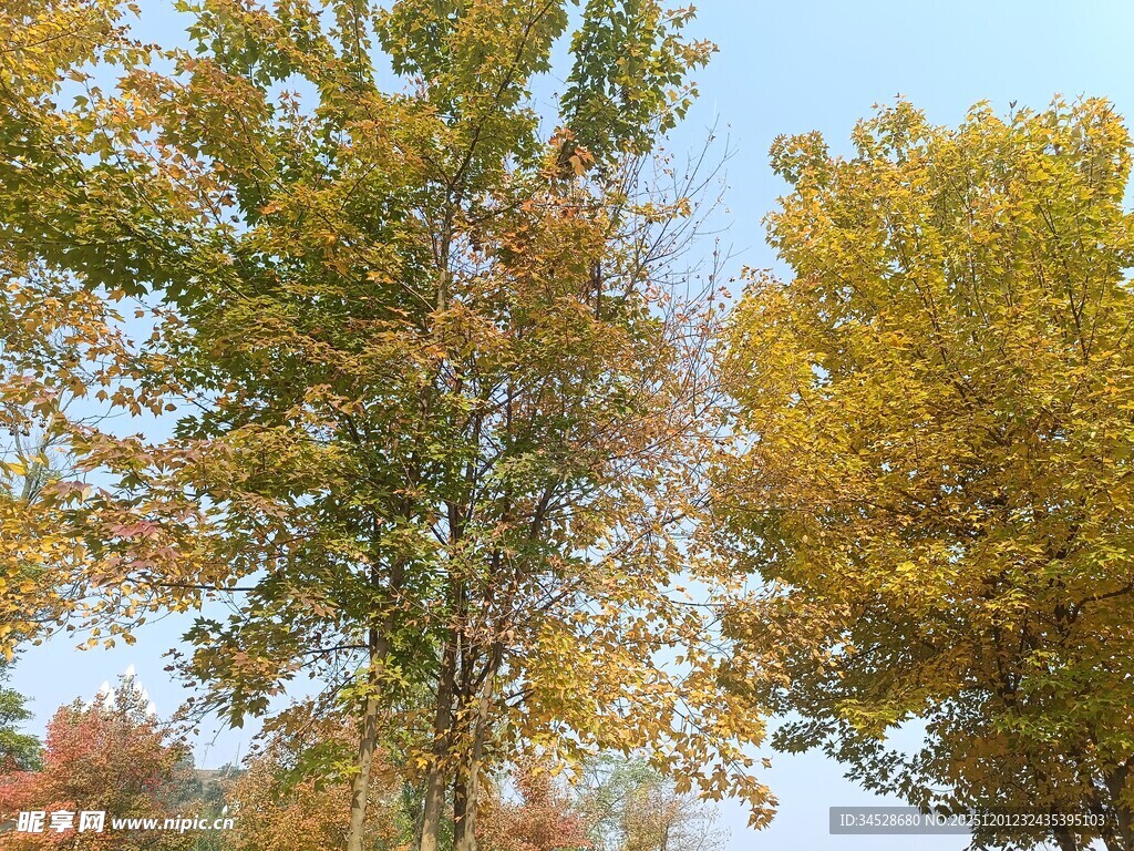 秋日斑斓树木景致