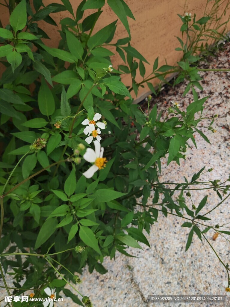 墙角绽放的清新小花