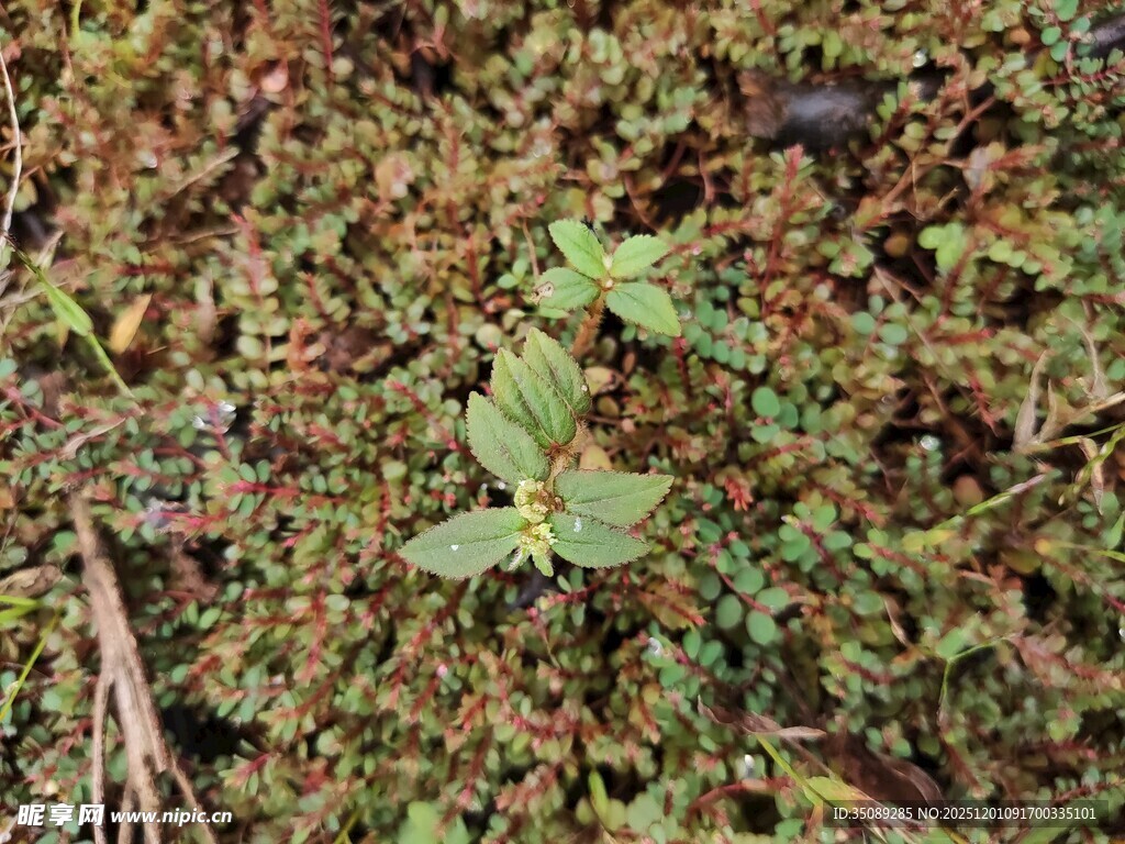 地面生长的多样绿色植物