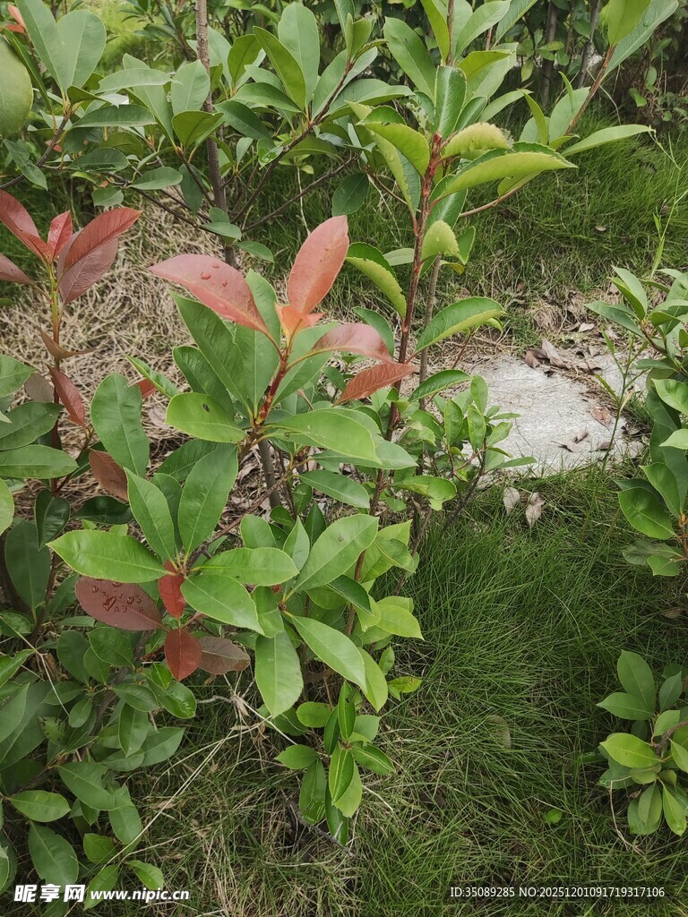 绿叶间的红边植物景观