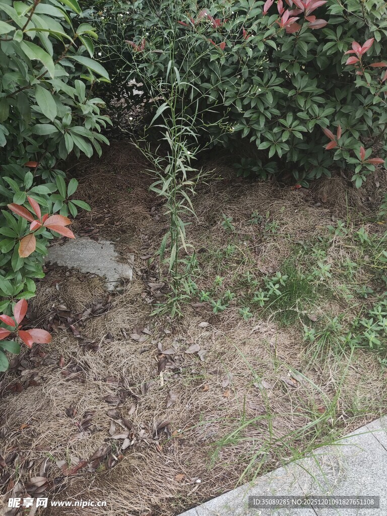 草丛中的灰色小动物