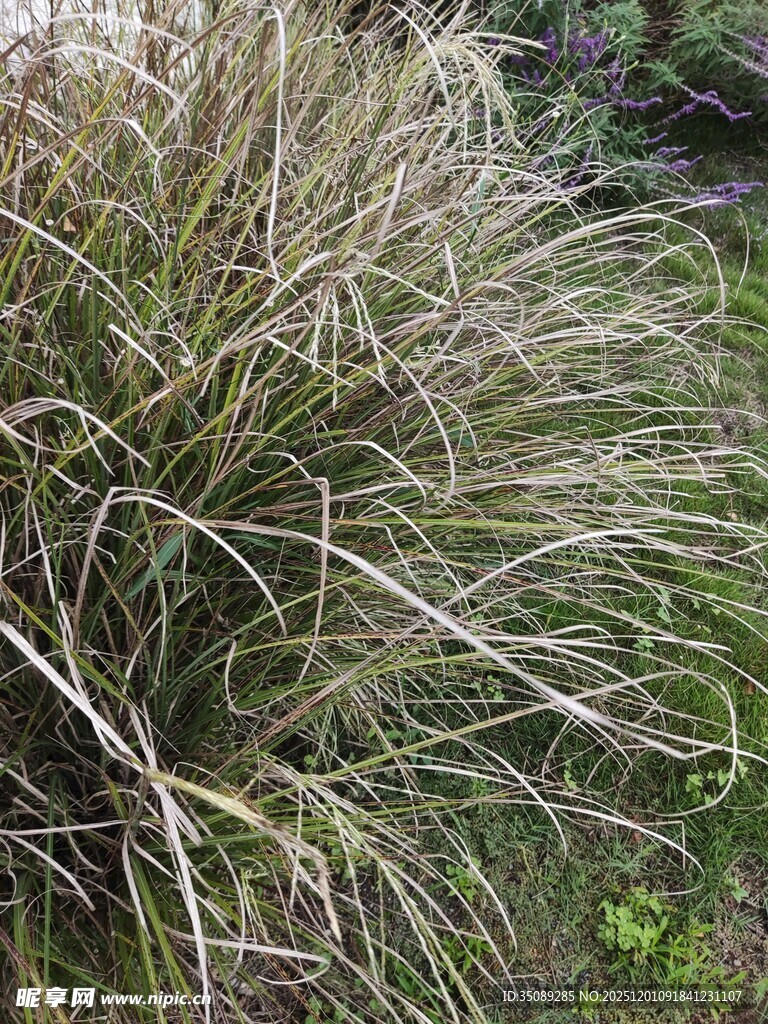 茂密丛生的细长草类植物