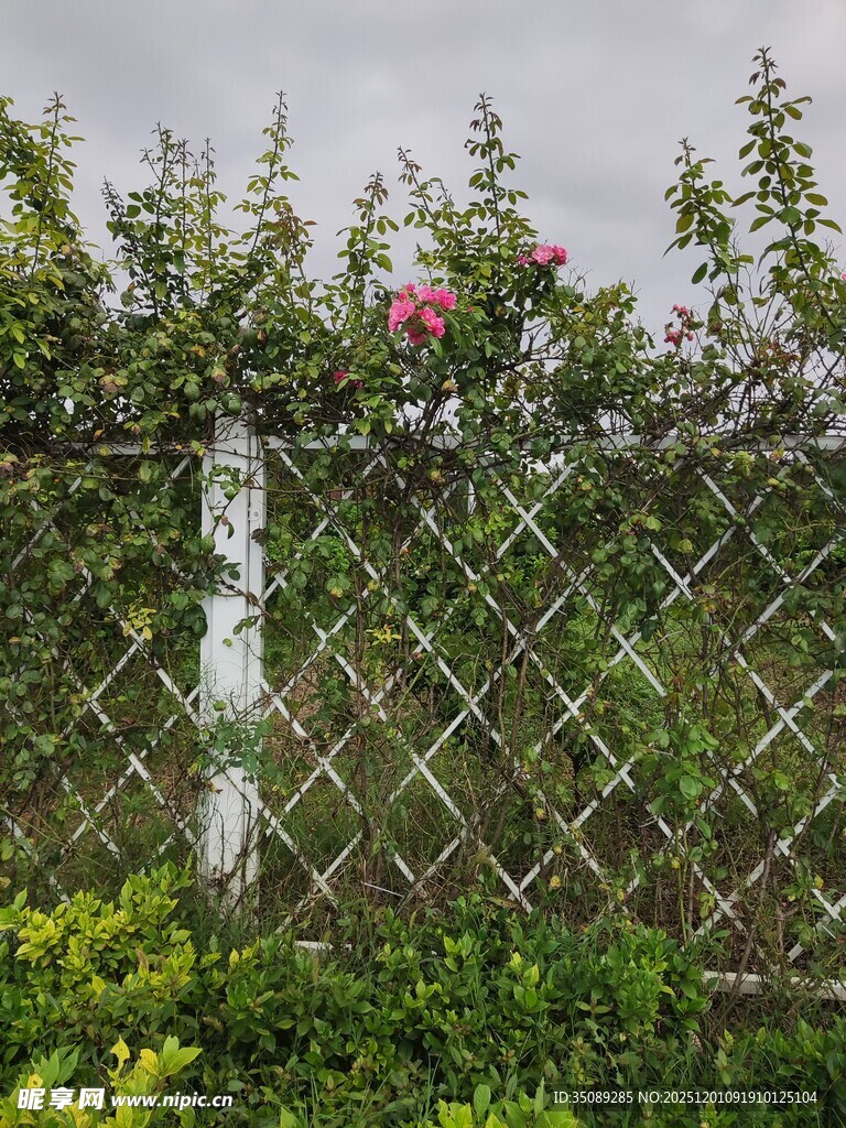 蔷薇攀爬的金属网格围栏