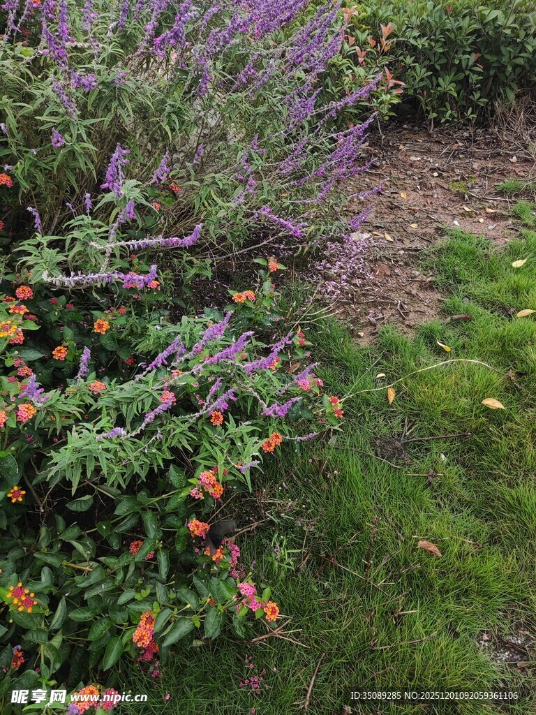 多彩花草装点的美丽角落