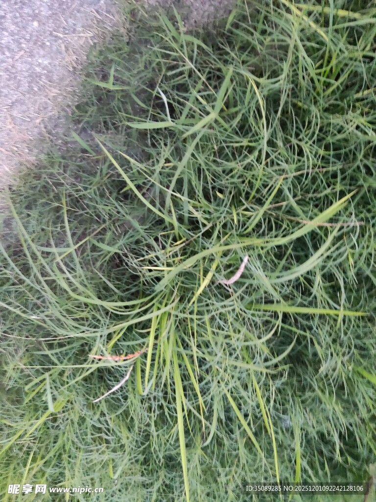 新鲜翠绿的茴香苗