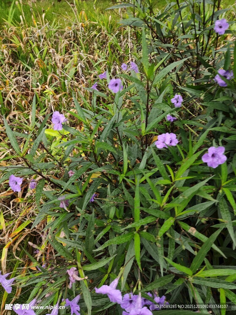 紫色野花绽放于草丛中