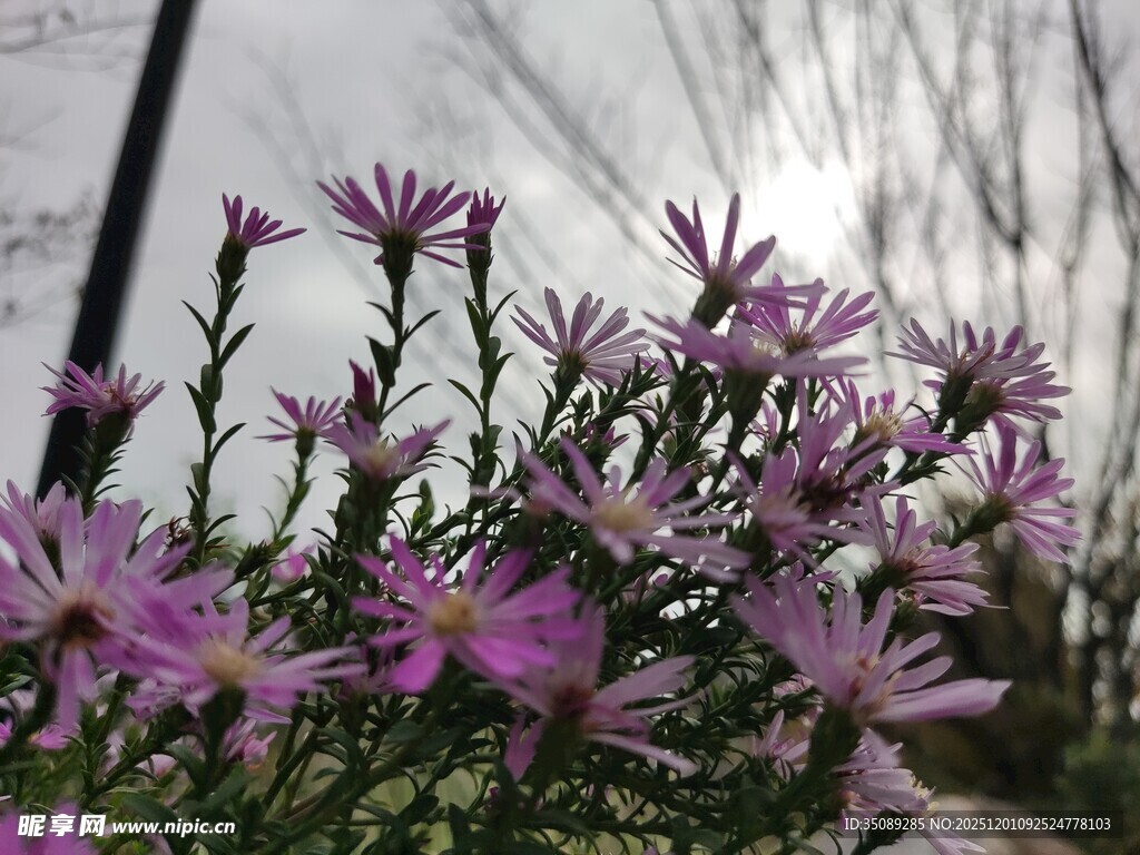 紫色小花绽放于自然间