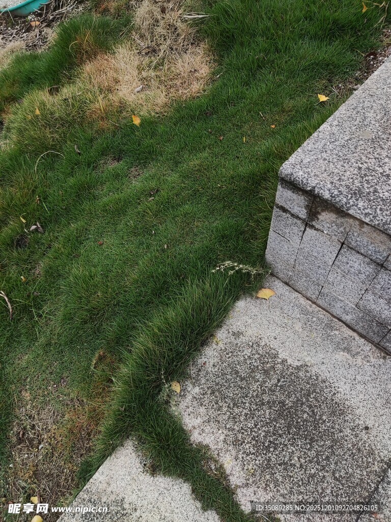 石边茂盛绿草景象