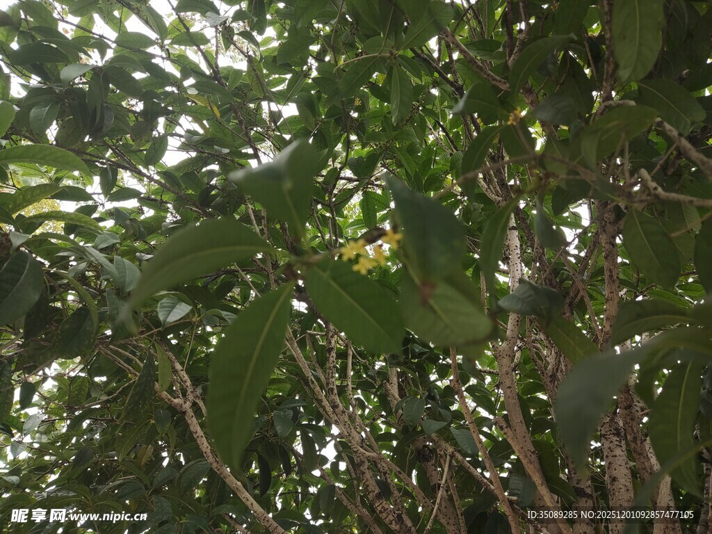 繁茂枝叶间的绿意景象