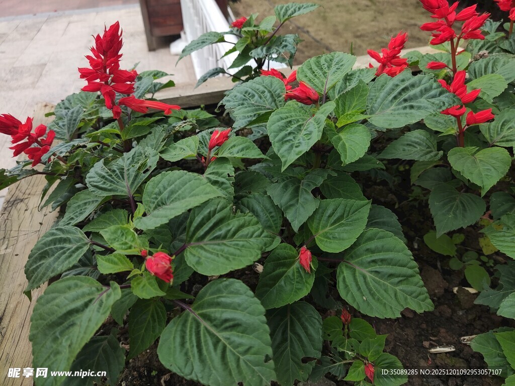 鲜艳一串红植物特写