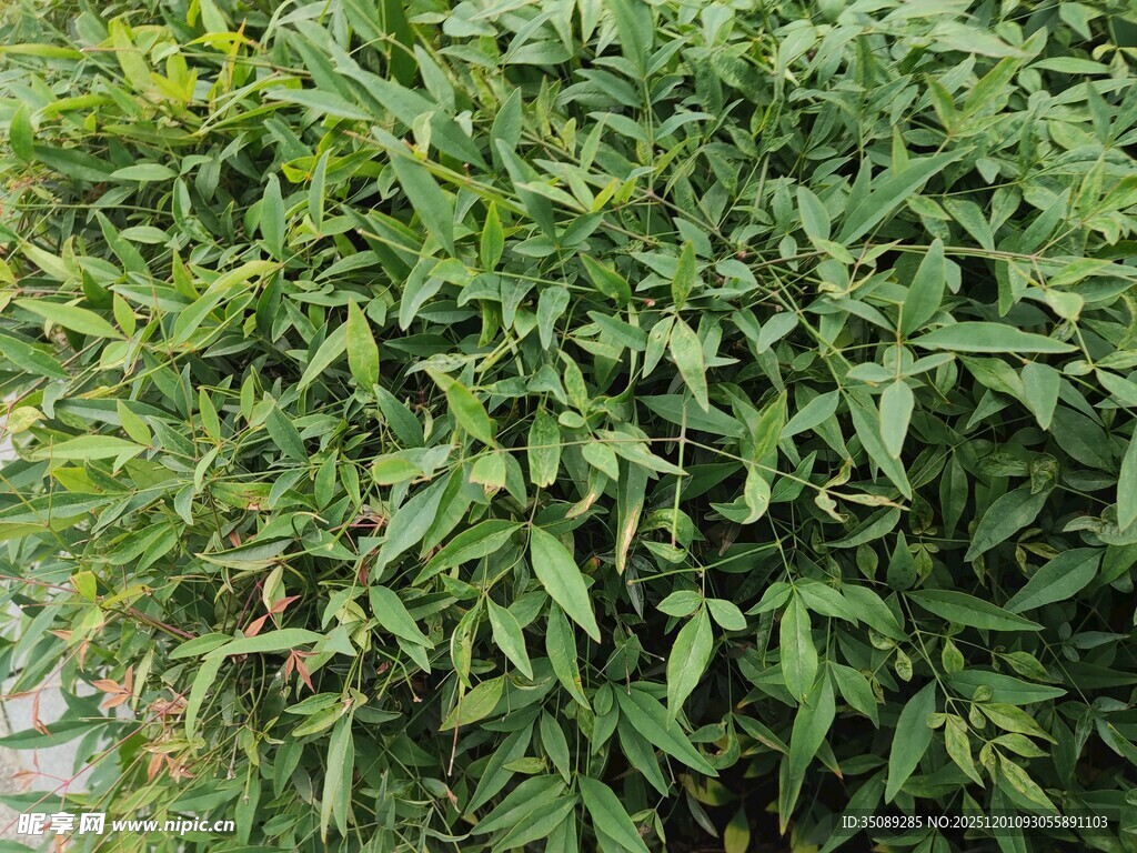 茂盛绿植叶片翠绿繁茂