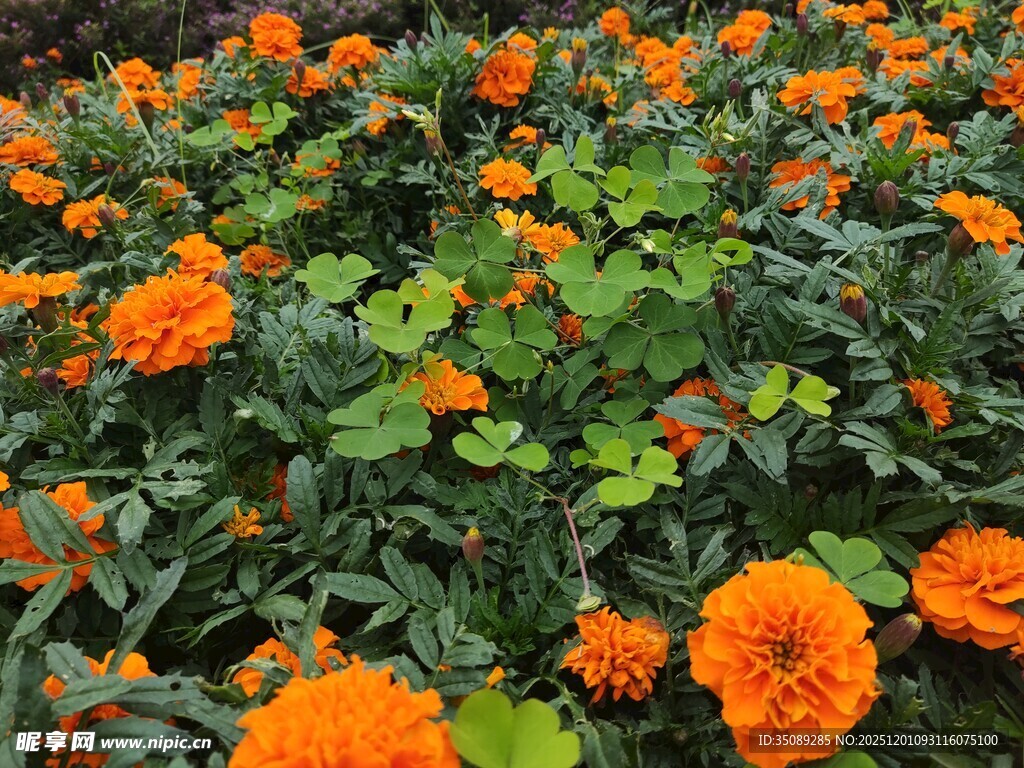 橙色万寿菊绽放的美景