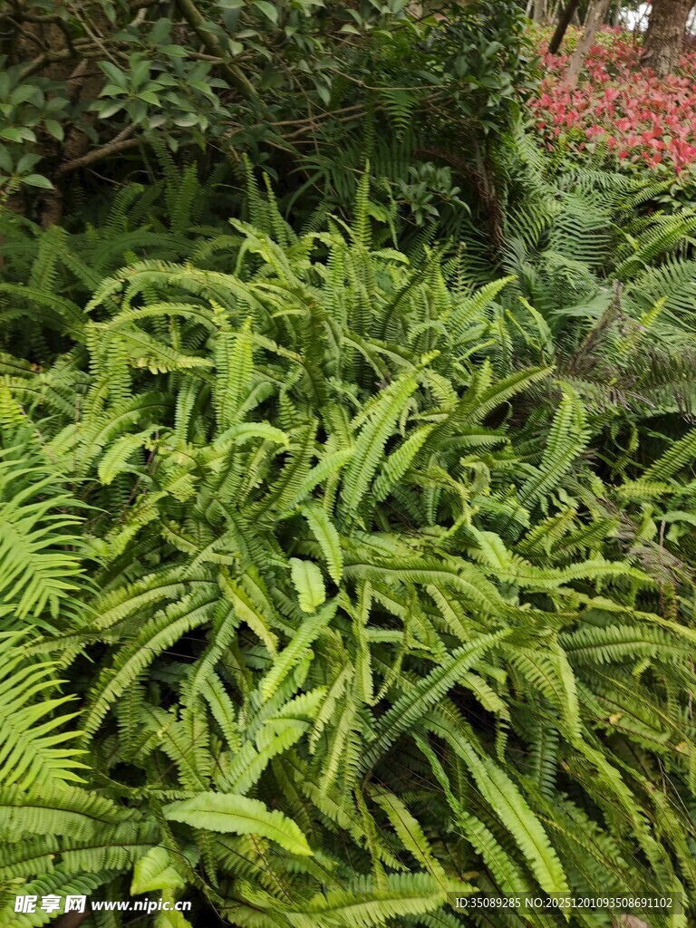翠绿蕨类植物生机盎然
