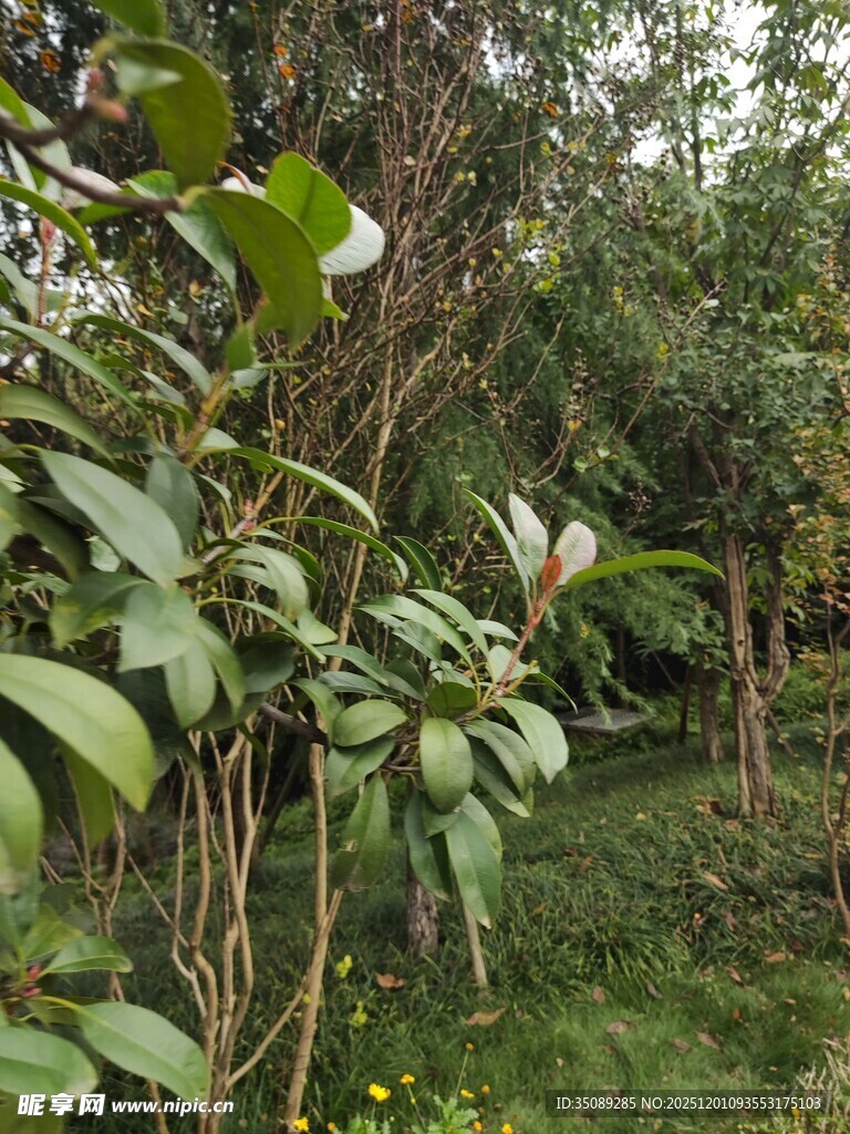 繁茂绿植自然清新景象