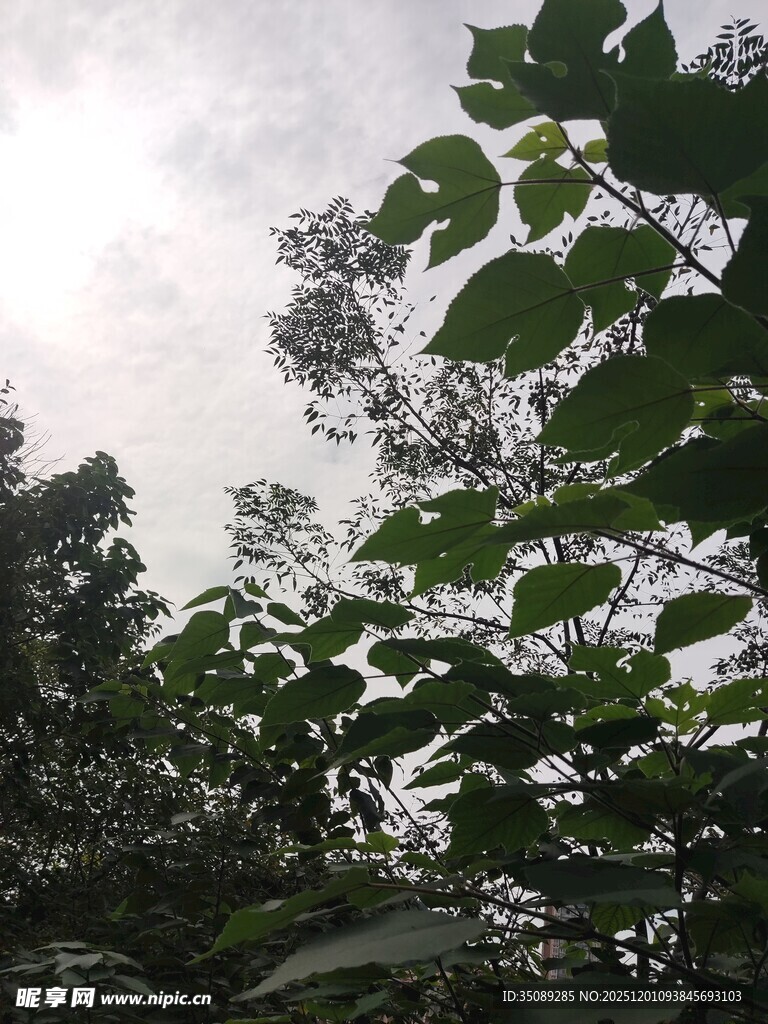 绿叶繁茂的自然景象