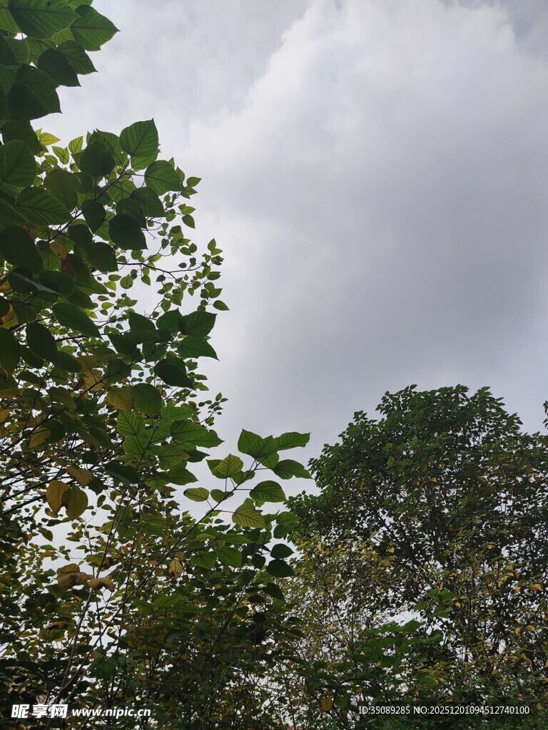 绿树之上的灰白云层