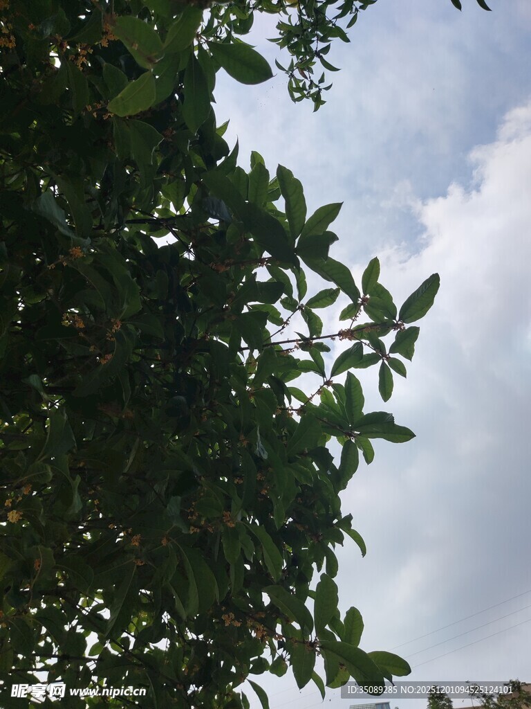 仰视枝叶间的天空