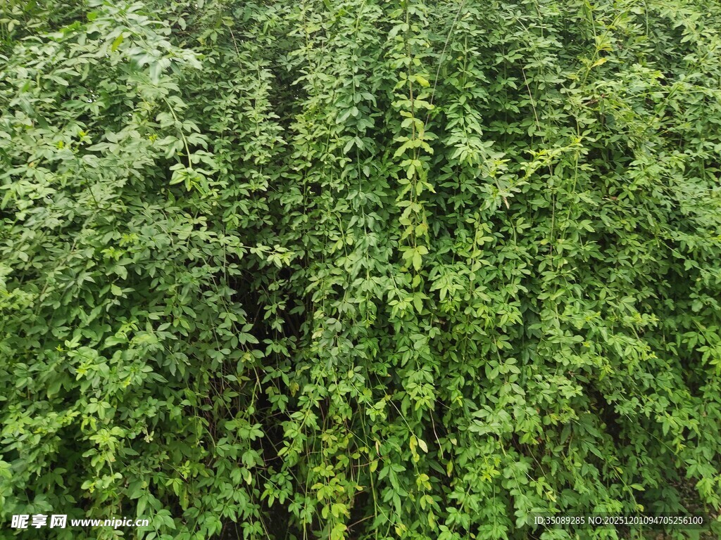 整齐排列的绿色植物